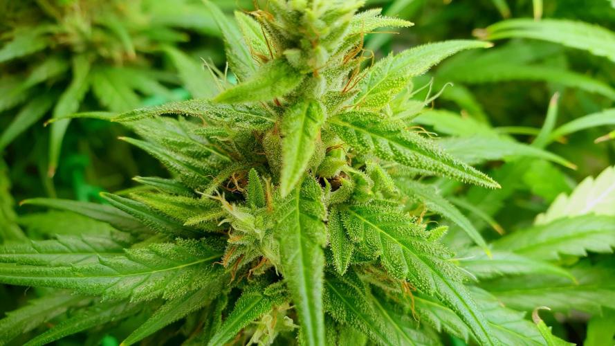 Thin Mint F1-Hybrid. Week 12