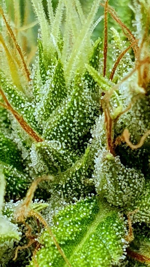 Thin Mint F1-Hybrid. Week 12