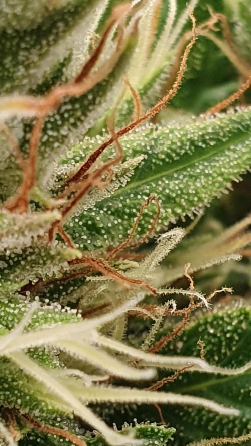 Thin Mint F1-Hybrid. Week 12