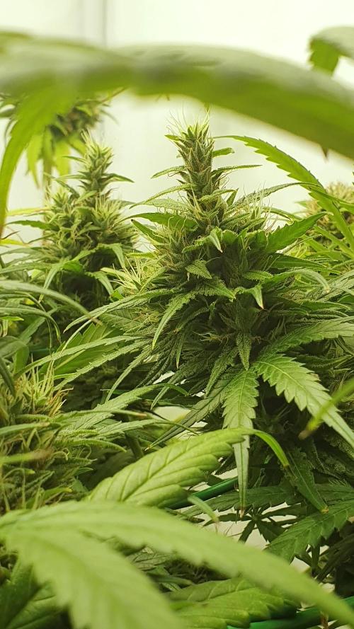 Thin Mint F1-Hybrid. Week 12