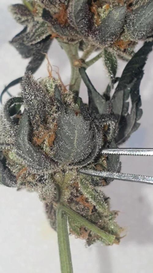 Full Circle w/ Sparkle