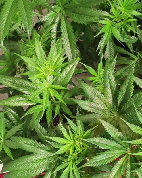 Thin Mint (F1-hybrid)