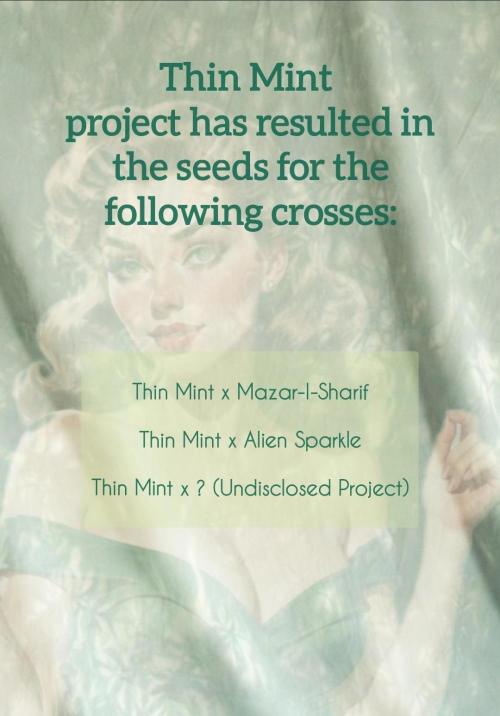 Thin Mint. Week 14 - Results