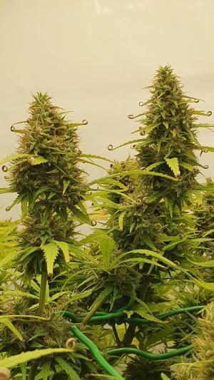 Comment by The_Wanderer photo #1