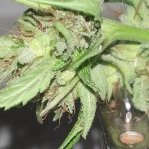 Comment by The_Wanderer photo #1