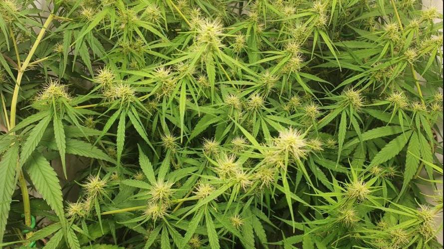 Sativa of Enlightenment. Week 10