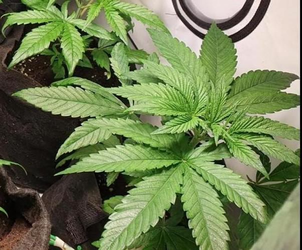 Alien Sparkle. Week 4