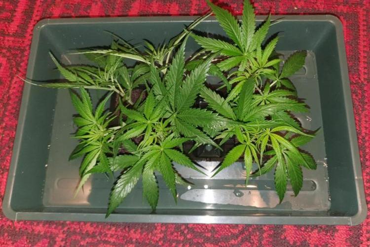 The 7 Club. Week 4 - Thin Mint cuttings placed in moist grow plugs. Tight internodes, much secondary 