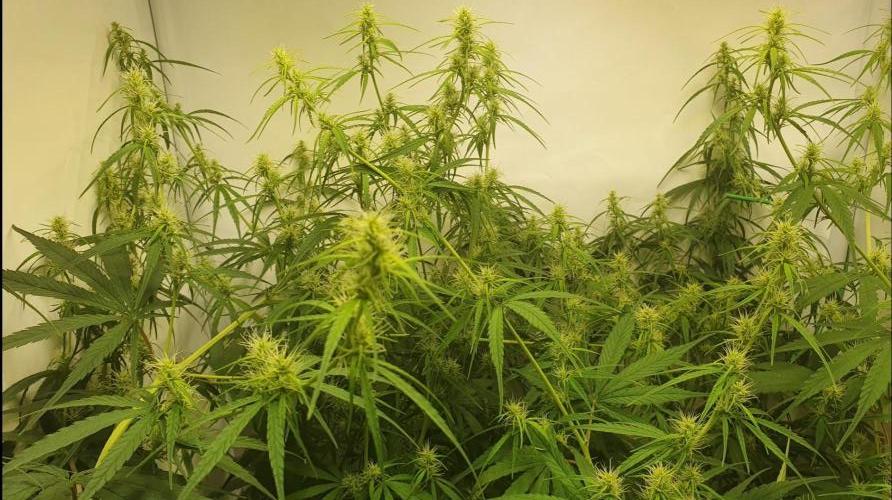 Sativa of Enlightenment. Week 10