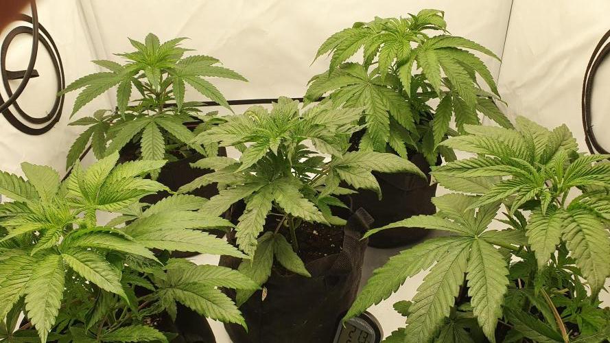 The 7 Club. Week 3 - Mixed young plants