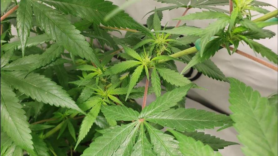 🥀 Rosie 🌹. Week 9