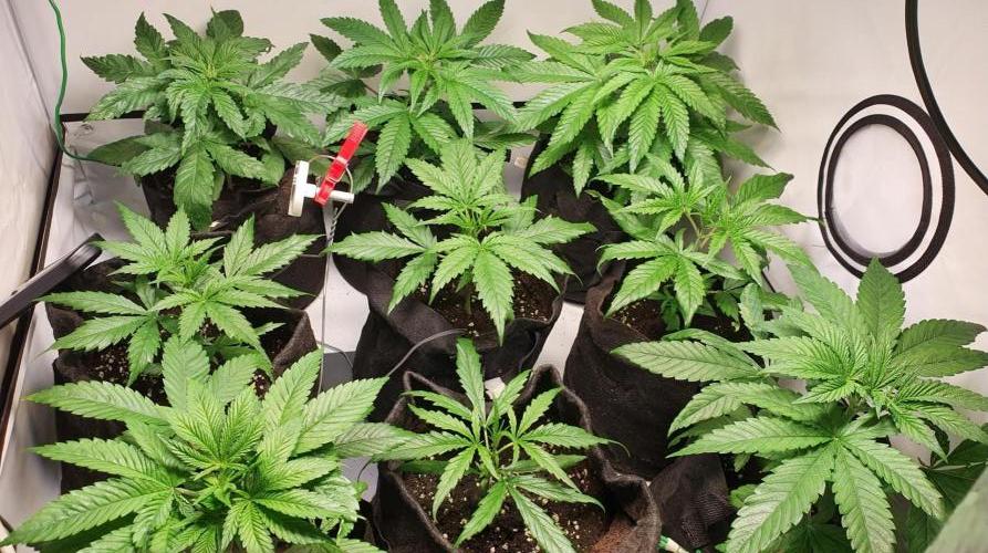 The 7 Club. Week 3 - Mixed young plants