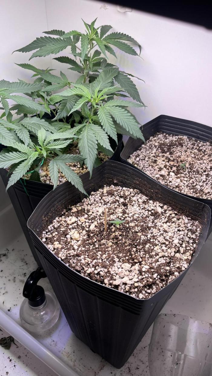 Fast Bud - Sweet Seeds. Week 0