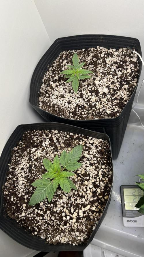 Fast Bud - Sweet Seeds. Week 4