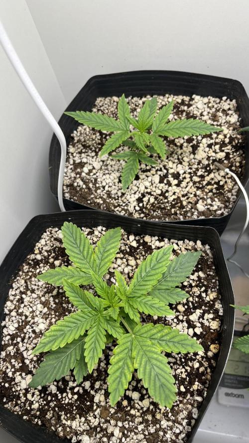 Fast Bud - Sweet Seeds. Week 4