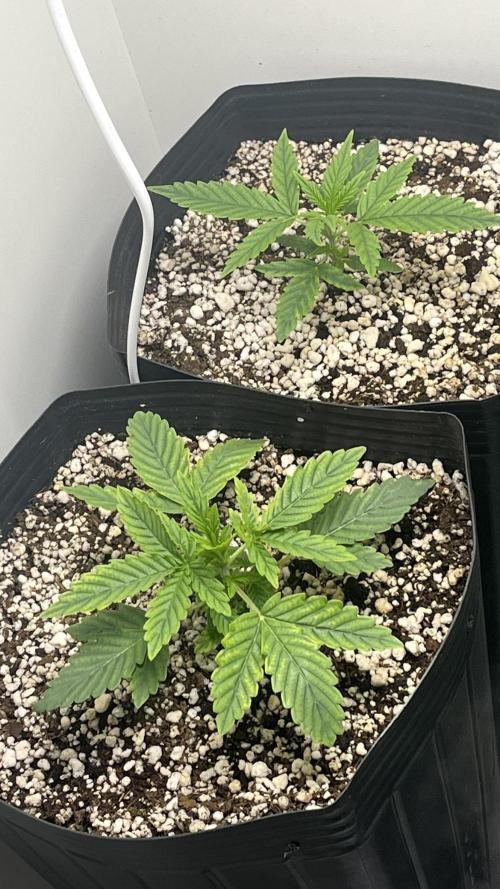 Fast Bud - Sweet Seeds. Week 4