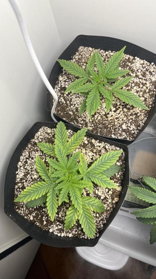 Fast Bud - Sweet Seeds. Week 4