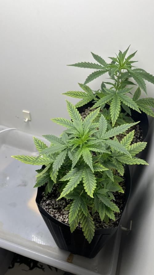 Fast Bud - Sweet Seeds. Week 4