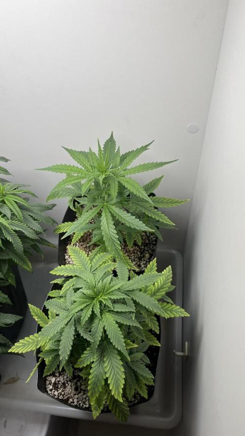 Fast Bud - Sweet Seeds. Week 4