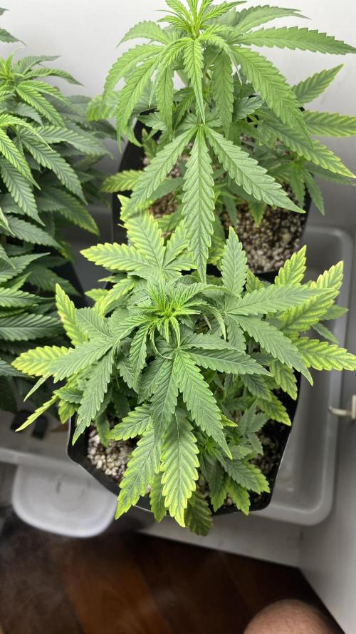 Fast Bud - Sweet Seeds. Week 4