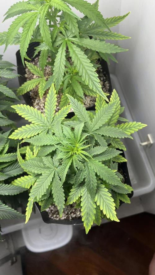 Fast Bud - Sweet Seeds. Week 4