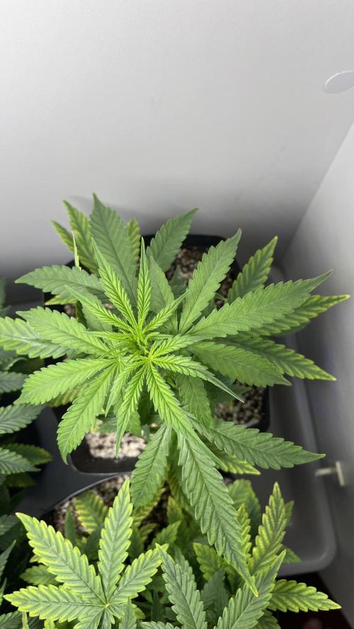 Fast Bud - Sweet Seeds. Week 4