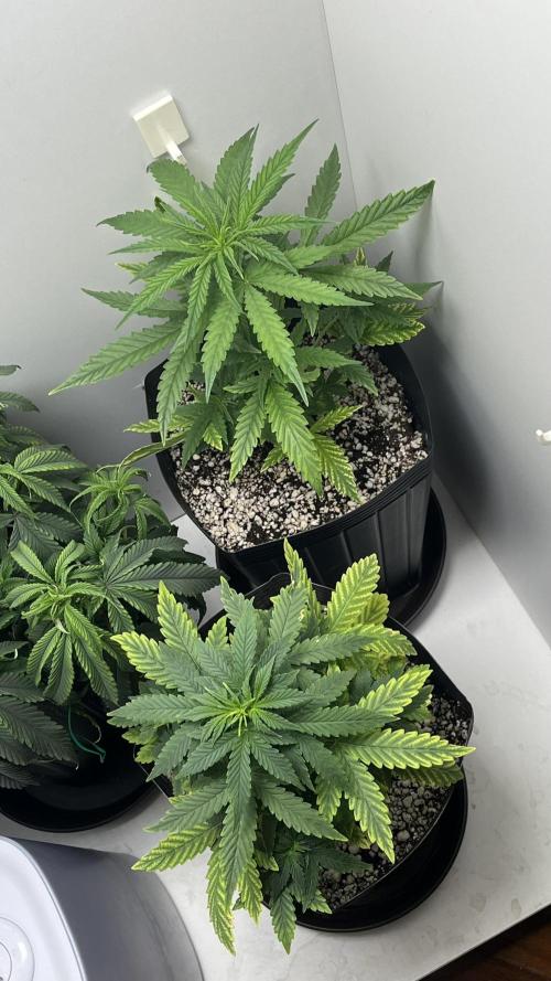 Fast Bud - Sweet Seeds. Week 4