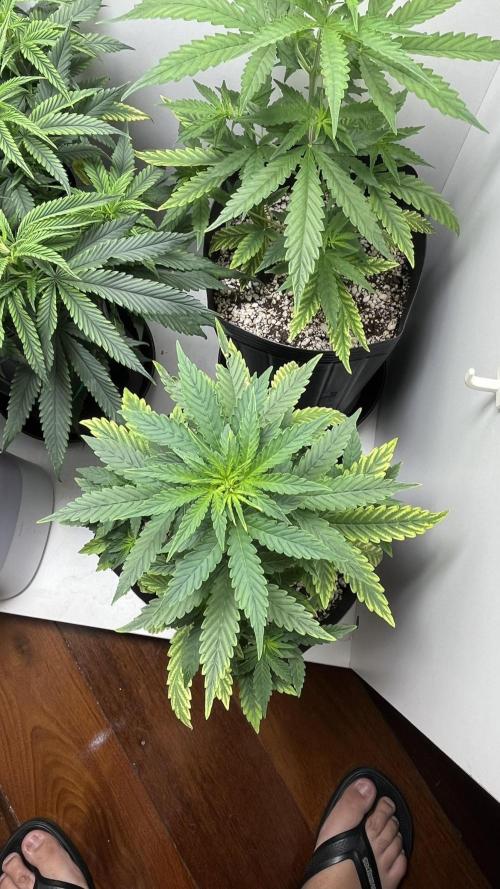 Fast Bud - Sweet Seeds. Week 4