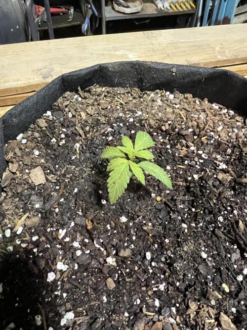 First Photoperiod Grow. Week 0