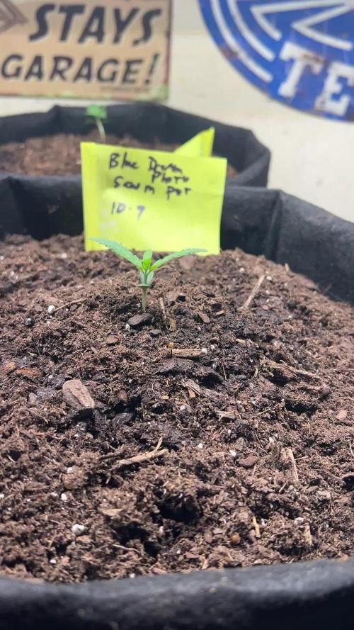 First Photoperiod Grow