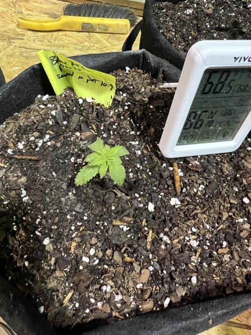 First Photoperiod Grow. Week 2 - 14 days old, taking them outside for some sun and their first dose of recharge. 