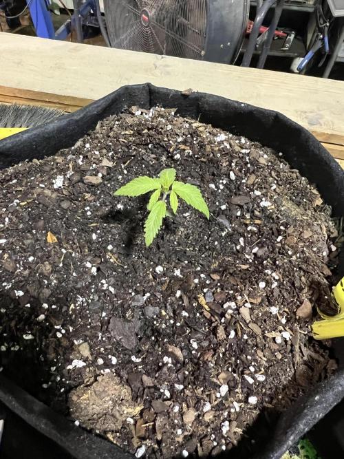 First Photoperiod Grow. Week 2 - Day 14