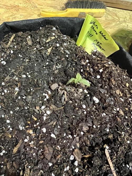 First Photoperiod Grow. Week 2 - Day 14