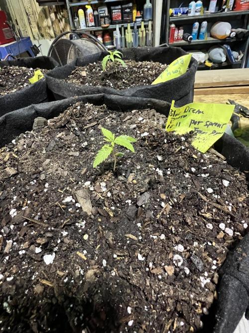 First Photoperiod Grow. Week 2 - Day 14