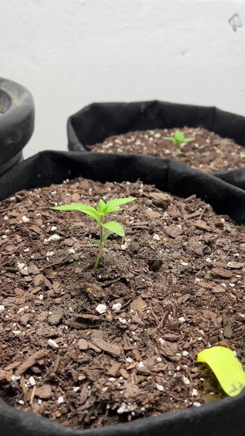 First Photoperiod Grow