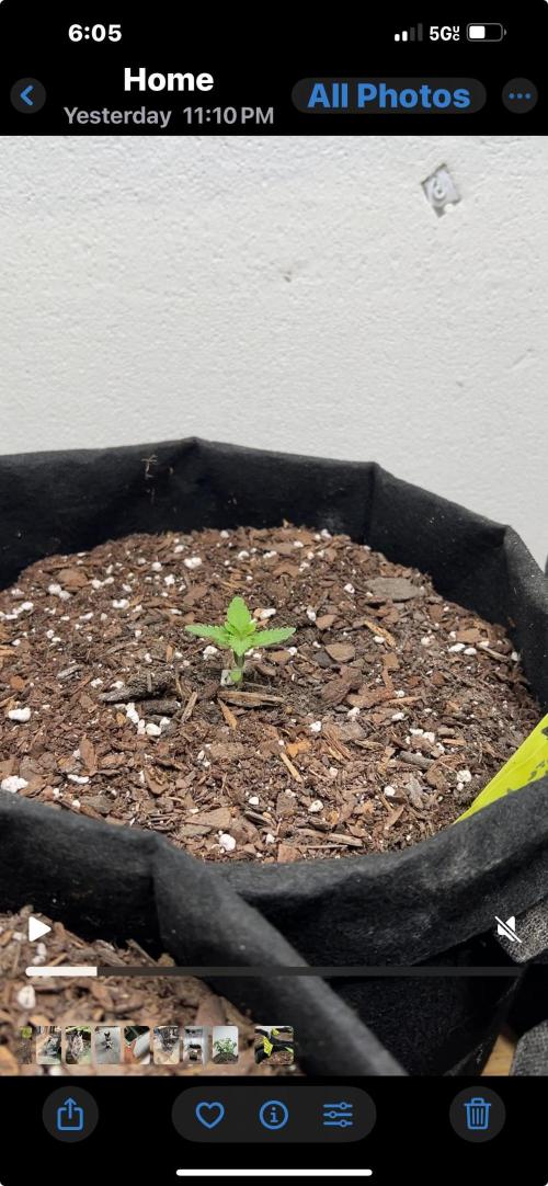 First Photoperiod Grow. Week 2 - Day 17