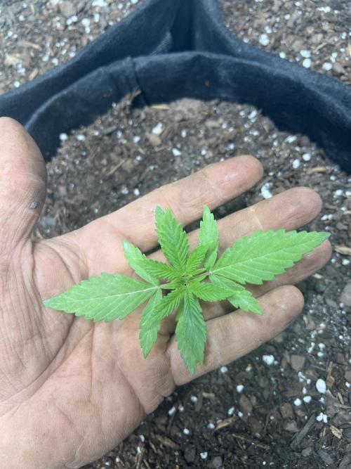 First Photoperiod Grow. Week 2 - Day 17