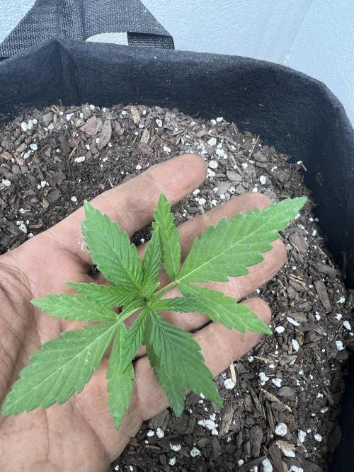 First Photoperiod Grow. Week 2 - Day 17