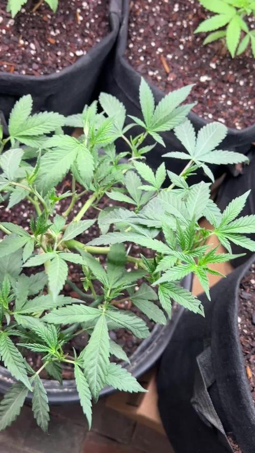 First Photoperiod Grow