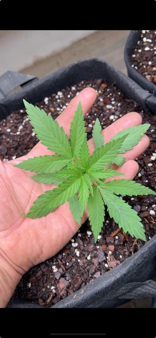 First Photoperiod Grow. Week 3 - Day 21