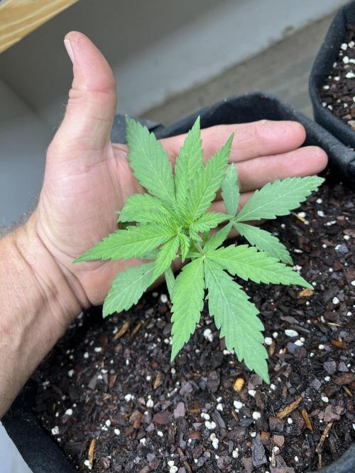 First Photoperiod Grow. Week 3 - Day 21