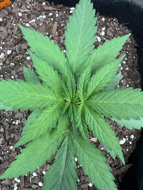 First Photoperiod Grow. Week 3 - Day 21 White Widow