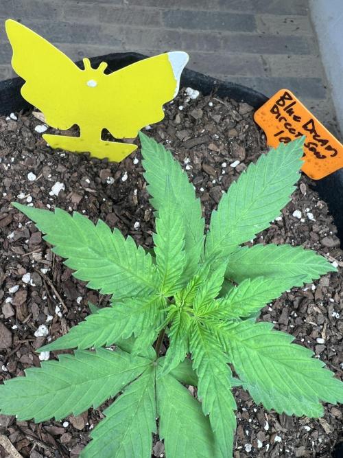 First Photoperiod Grow. Week 3 - Day 21