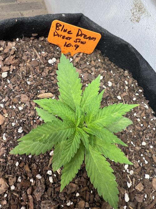 First Photoperiod Grow. Week 3 - Day 21