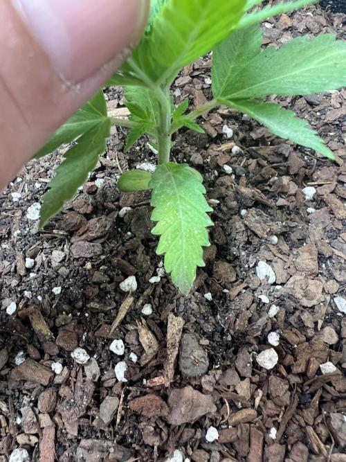 First Photoperiod Grow. Week 3 - Day 21