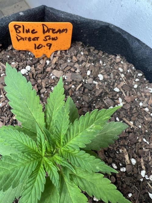 First Photoperiod Grow. Week 3 - Day 21