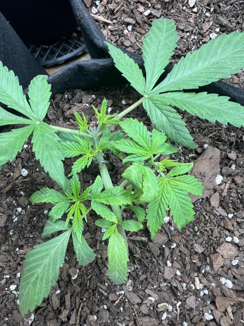 First Photoperiod Grow. Week 4 - Day 28