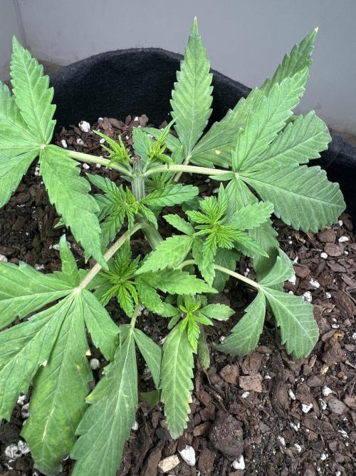 First Photoperiod Grow. Week 4 - Day 28