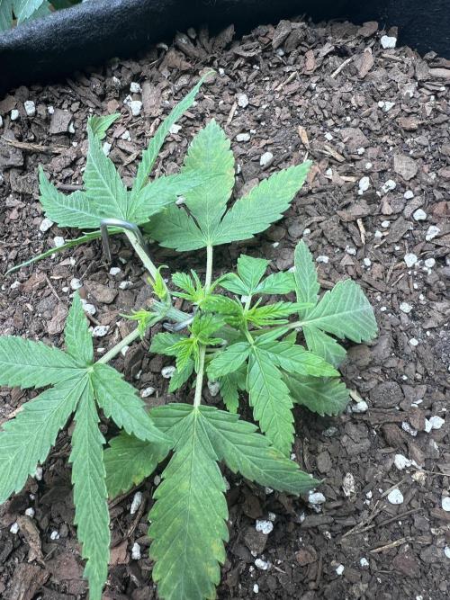 First Photoperiod Grow. Week 4 - Day 28