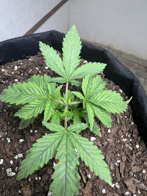 First Photoperiod Grow. Week 4 - Day 28